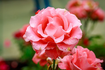 Beautiful Rose in Full Blossom