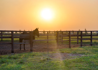 
Horse in the paddock early on a summer morning. The sun rises above the horizon. Pereslavl-Zalessky. Russia