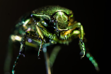Scarab macro