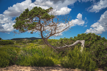 Fototapeta na wymiar Naturschutzgebiet Ses Salines in Ibiza, (Parque Natural de Ses Salines d'Eivissa i Formentera) 