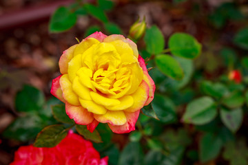 Beautiful Rose in Full Blossom