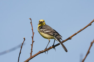 Citrine wagtail male sitting on bush with grasshopper in beak. Bright yellow songbird. Side view with blue sky on background. Bird in wildlife.