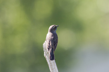 Bluethroat male sitting on stick. Beautiful colorful nightingale with orange-blue breast. Back view with green blurred background. Bird in wildlife.