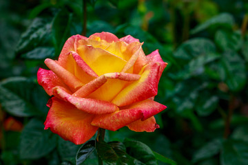 Beautiful Rose in Full Blossom