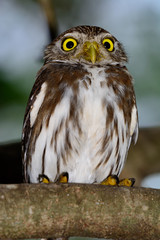 Ferruginous Pygmy-owl  (Glaucidium brasilianum) perched on branch, looking backward. Full length profile.