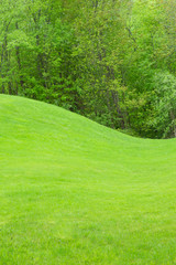 Grass field with rolling green hill and trees