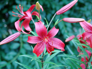 flower, plant, garden, lily, summer, green, flora, nature, beauty, closeup, background, spring, petal, pink, lilly, color, blossom, beautiful, floral, bouquet, bright, bloom, nobody, holiday, yellow, 