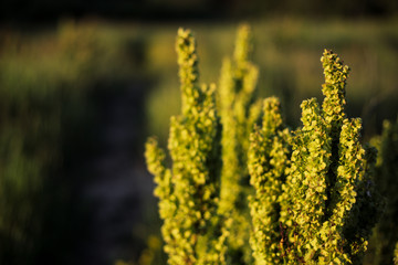 Beautiful plants on meadow. Sunset / sunrise time.