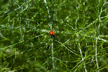Ladybug
