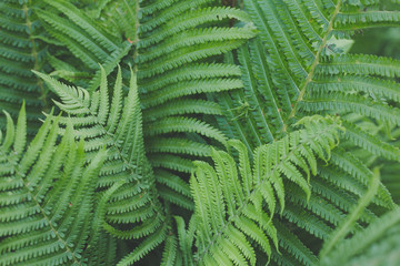 The texture of fern. Nature background