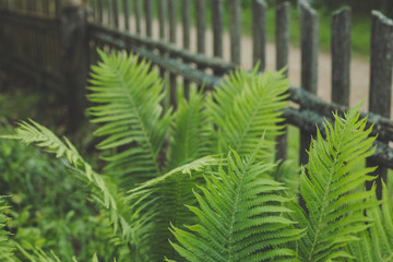 The texture of fern with fence on background