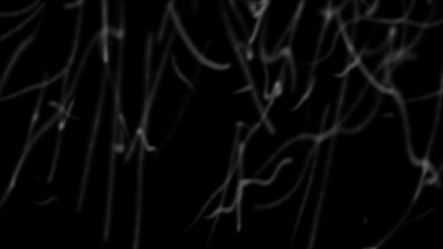 4k Abstract floating microscopic micro nano firework lines particle,Dirt dust bacteria cells spores roundworm parasites virus background.