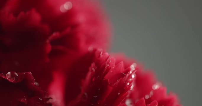 red cornation flowers closeup