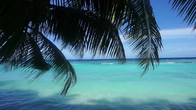 Tropical palm trees and blue clear sea in the Maldives