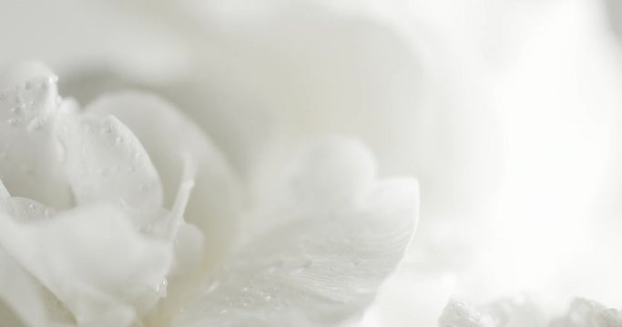 white carnation flower closeup