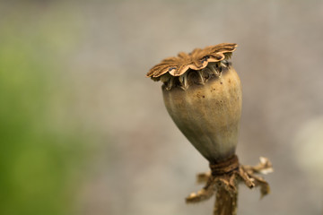 Herbst- Mohnkapseln mit Mohnsamen