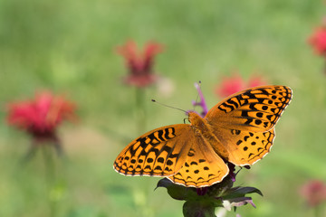 great_spangled_fritillary