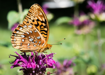 great_spangled_fritillary