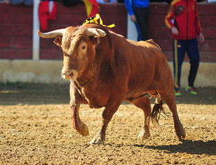 bull
