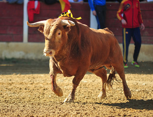 bull