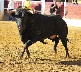 bull