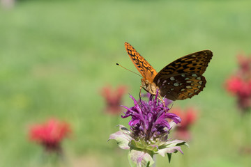 great_spangled_fritillary