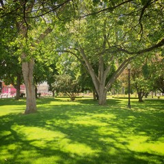 Obraz premium City park with big trees and lush green grass