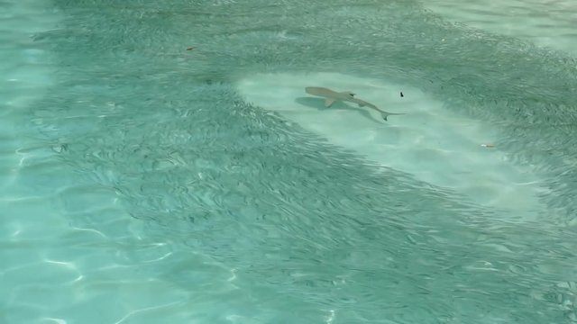 Reef shark moves through a shoal of fish hunting