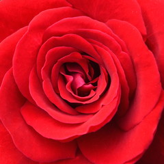  A closeup of a bright red rose flower top view square.