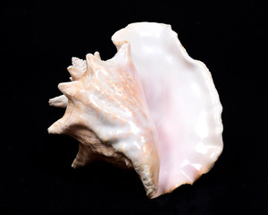 Large pink queen conch seashell on black fabric background