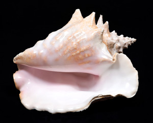 Large pink queen conch seashell on black fabric background