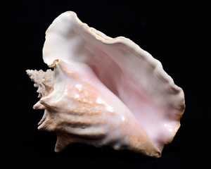 Large pink queen conch seashell on black fabric background