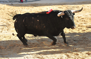 toro