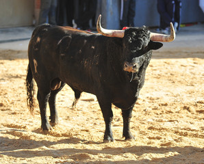 toro