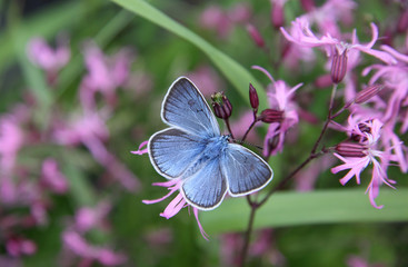 Fantastic blue butterfly on pink flowers