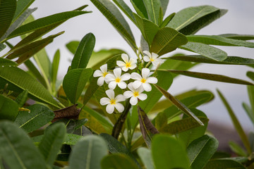 White and Yellow Plumeria flower in rainy season