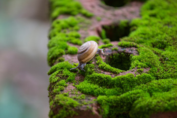 Snail is crawling on the green moss plant that growth on brickblog