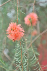 Flowers pink and soft