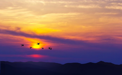 Fototapeta na wymiar Birds flying at sunset over the mountains