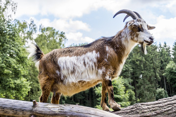 White and brown pet goat on the cut trunks of trees