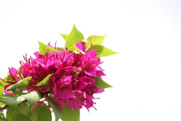 Pink Bougainvillea with leaves  on white background 