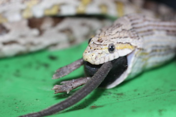Obraz premium Rat Being Swallowed by Snake 