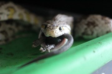 Snake Eating