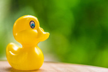 Duck doll blurred for background