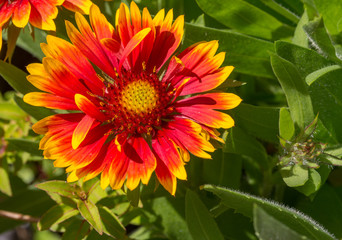 Blanketflower Gaillardia