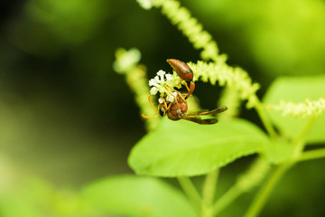 Insect on green grass field with flowers, Background nature