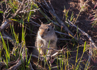 Prairie dog in the grass