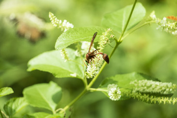 Insect on green grass field with flowers, Background nature