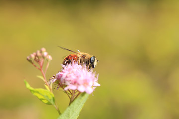 Bee