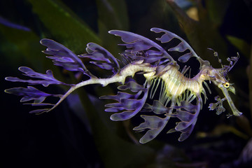 Sea Dragon
